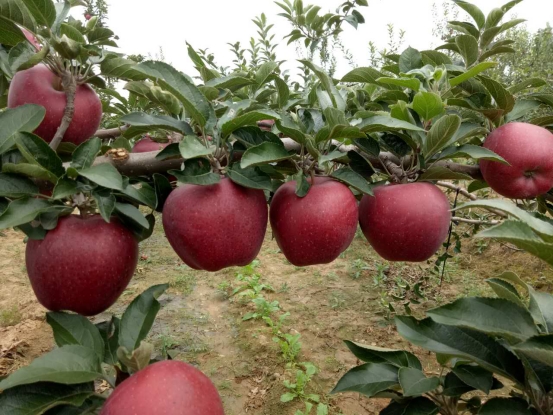 成都利生化工有限公司合作客戶(hù)